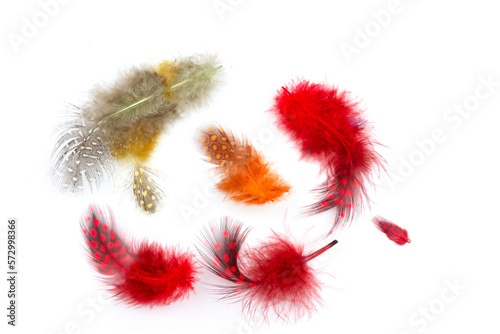 Red feather over white background with real shadows