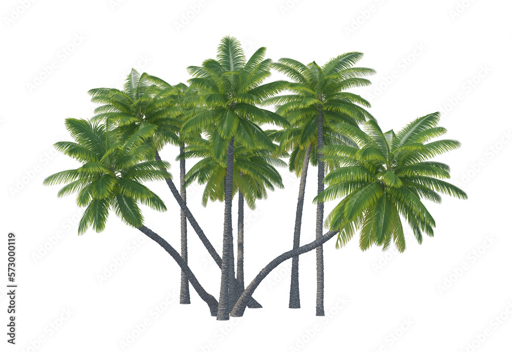 Obraz premium Palm tree set isolated transparent background 