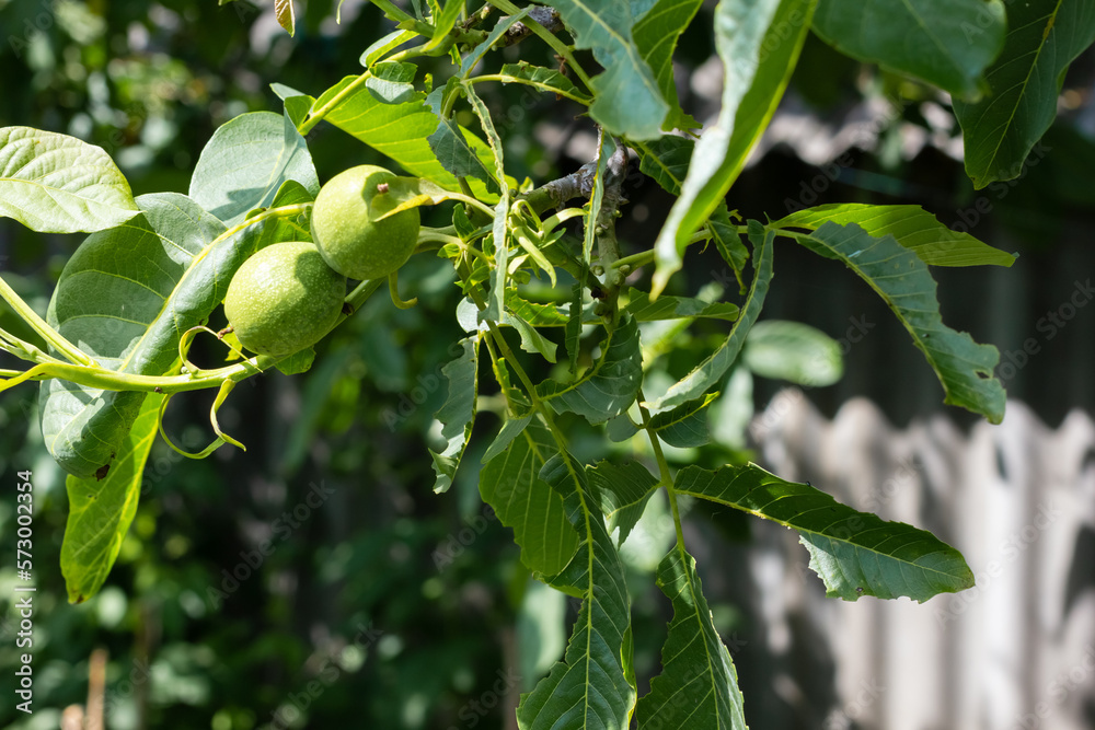 Fototapeta premium Young walnuts on the tree. Tree of walnuts. Green leaves background