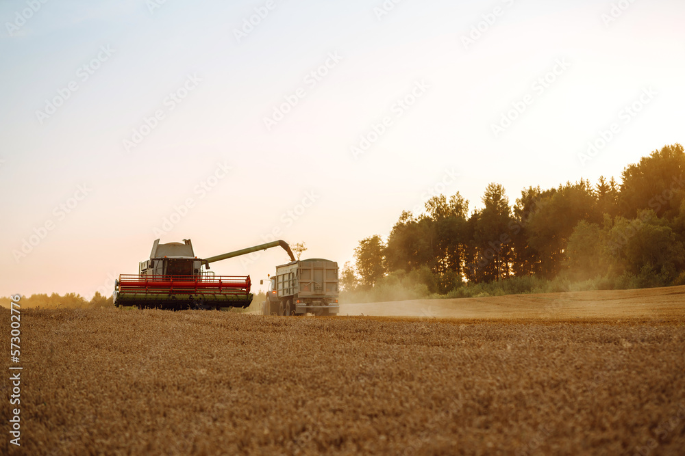 Fototapeta premium Combine harvester harvests grain in the field. Agriculture, gardening or ecology concept.