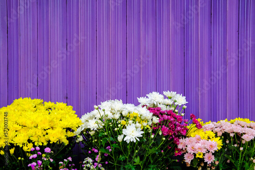 Fototapeta Naklejka Na Ścianę i Meble -  colorful flowers, flowers on violet background, flowers in front of garage, flower vendors sell in the market