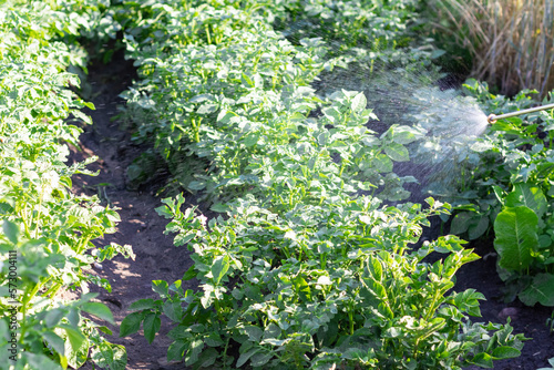 Gardeners spray insecticides,Gardener Fighting Insects in the Garden by Insecticide Garden.