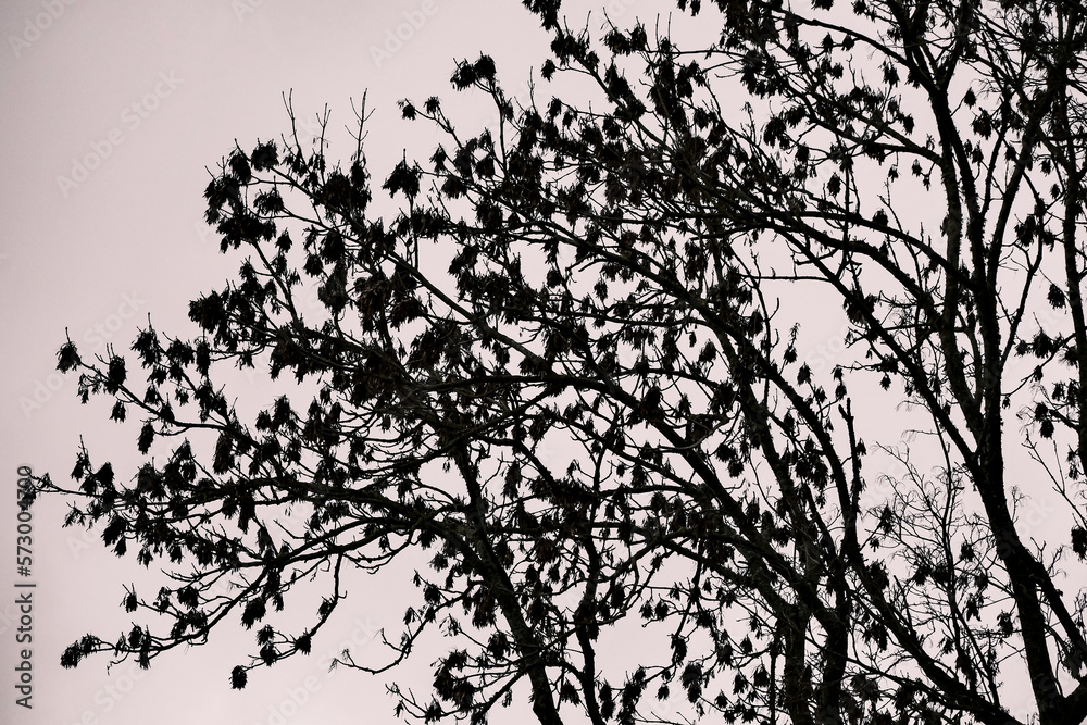 Fototapeta premium Leafless trees against the cloudy sky. Black and white tone