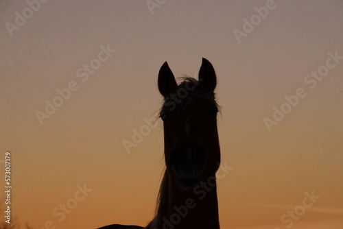 Portrait Silhouette eines Pferdes im Sonnenuntergang