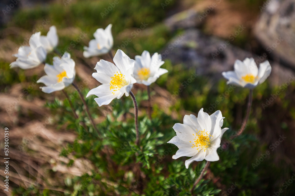 a rare flower in the mountains Pulsatilla alba a rare flower in the mountains Pulsatilla alba