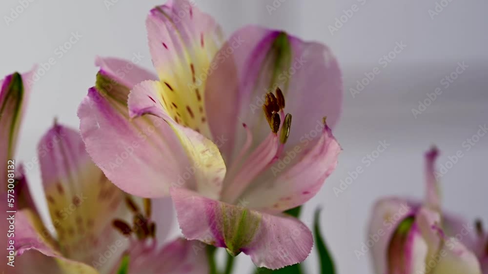 Alstroemeria pink flowers, beautiful floral background Alstroemeria pink flowers, beautiful floral background