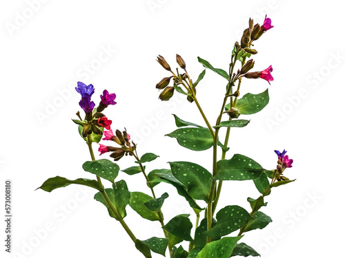 Canvas Print Bush of wild lungwort with pink and blue flowers, isolated on white or transparent background