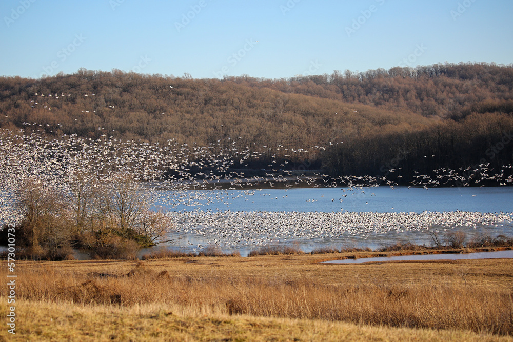 flying snow geese at Middle Creek Wildlife Management Area, Stevens, Pennsylvania