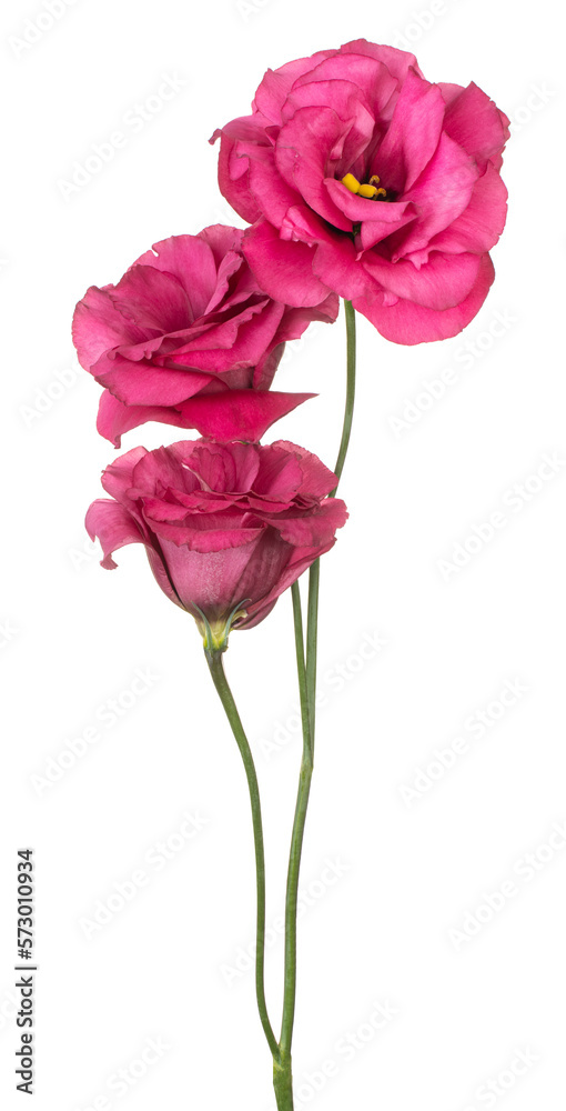 eustoma flower isolated