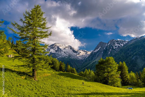 Pine trees in fields in Alp mountains, Martigny-Combe, Martigny, Wallis, Valais, Switzerland