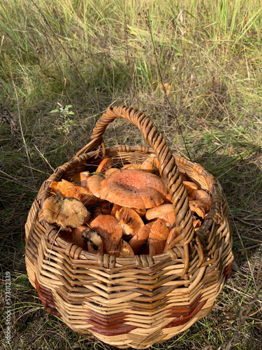 Mushrooms in the basket. Photo of a mushroom basket. Basket with mushrooms. Sunlight breaking through the trees. The concept of collecting mushrooms outdoors in the forest. Mushroom background