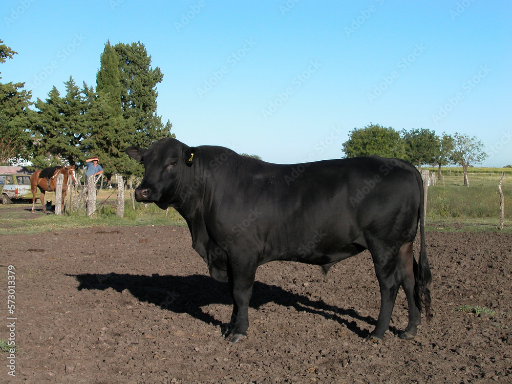 Fototapeta premium Black Angus Bull on a isolated in pampa landscape and blue sky-may 2020-