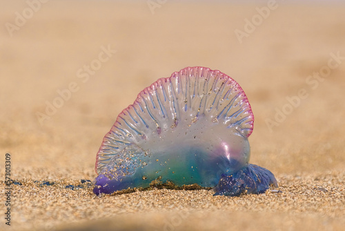 Close up of a colorful Portuguese man-o-war Jellyfish at the beach in Gran Canaria, Las Canteras. Blurred background shore
