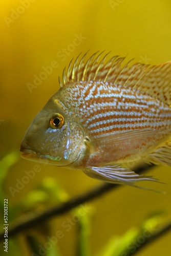 Exotic aquarium fish of their cichlid family photo