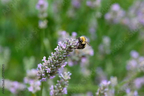 Wildbiene Lavendel6