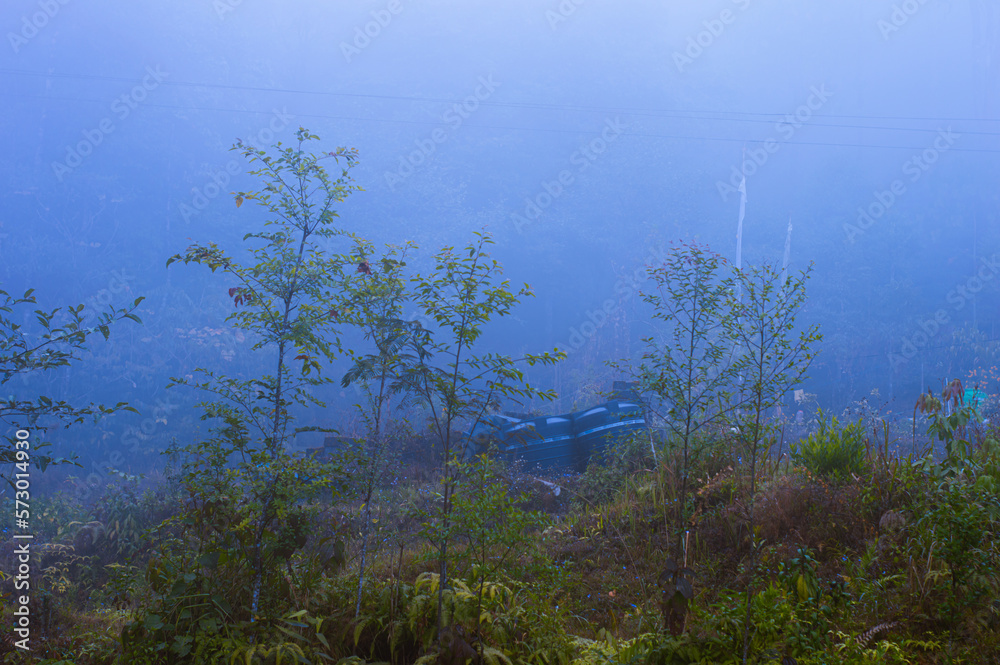 Obraz premium Trees in a Dense foggy mountain forest background. Winter Season. Blue Cold. December.