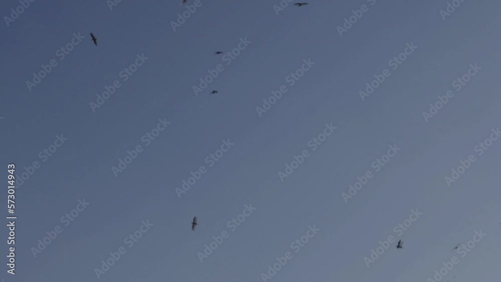 birds in the sky at sunset birds in the sky at sunset