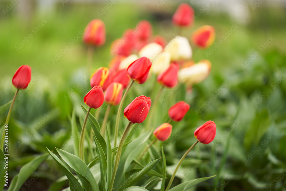 Picturesque flower field with red tulips on a green blurred background. Copy space. Picturesque flower field with red tulips on a green blurred background. Copy space.