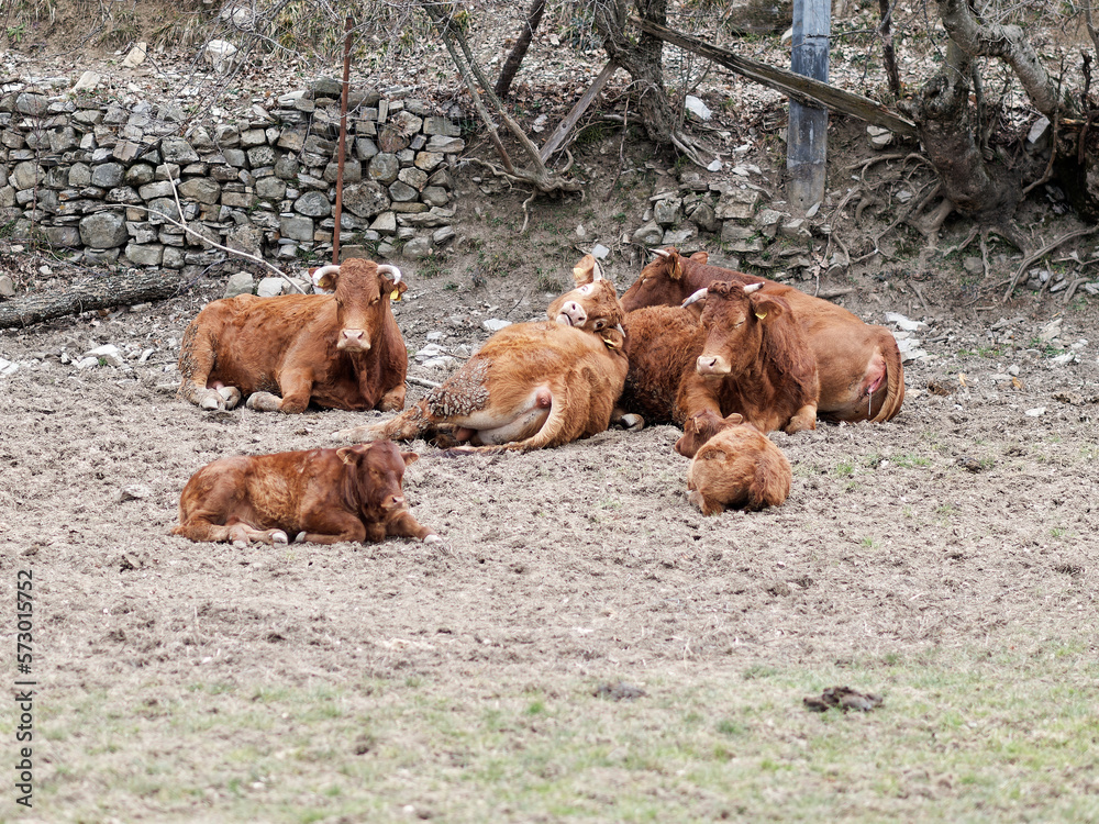 Fototapeta premium cow in a meadow near a farm