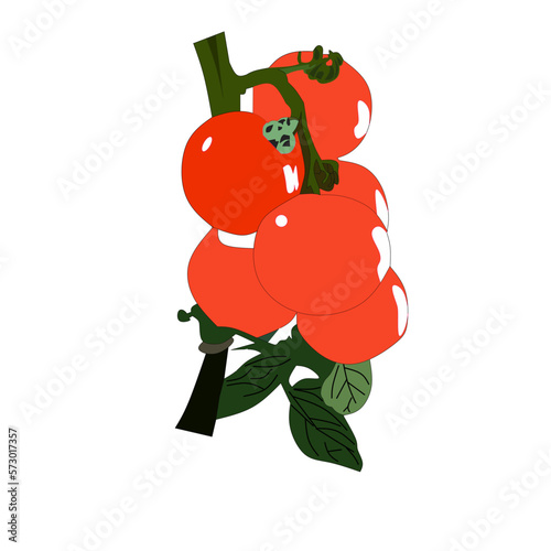 white background image of tomato plant