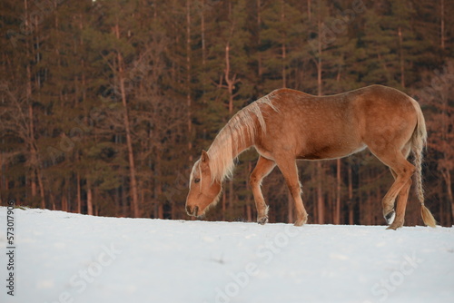 Fototapeta Naklejka Na Ścianę i Meble -  Schneebad im Abendrot. Schönes Pferd im Schnee am Waldrand bei Sonnenuntergang