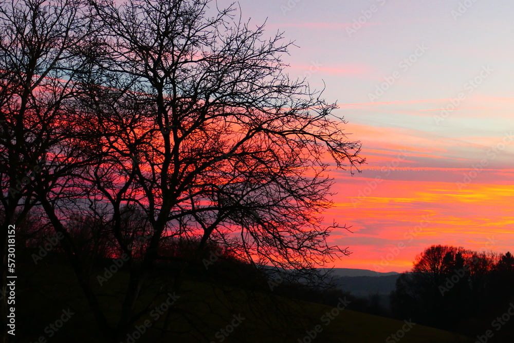 Baumsilhouette im Abendhimmel (1)