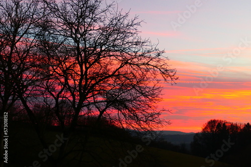 Baumsilhouette im Abendhimmel  1 