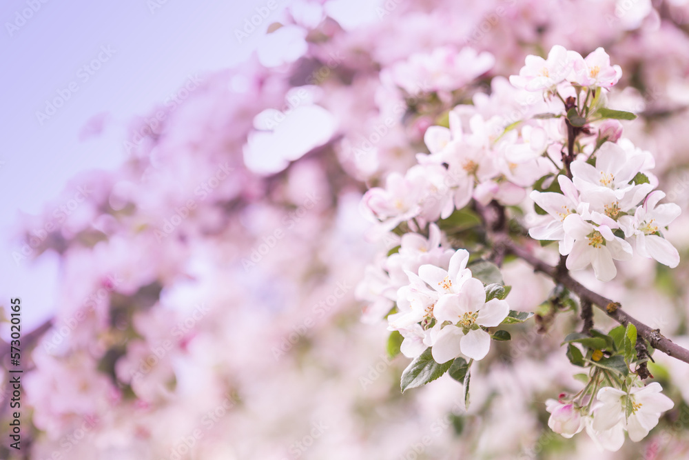 Spring bright horizontal bokeh blur background with blooming white and pink apple tree flowers, close up view