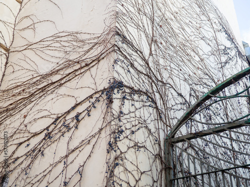 Dried creepers on the wall of the building. Winter in the resort. Natural decoration building.