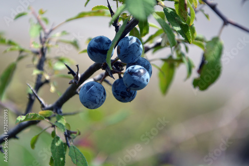 Closeup of the branches and the ripe blue fruits of the blackthorn (Prunus spinosa) in late summer