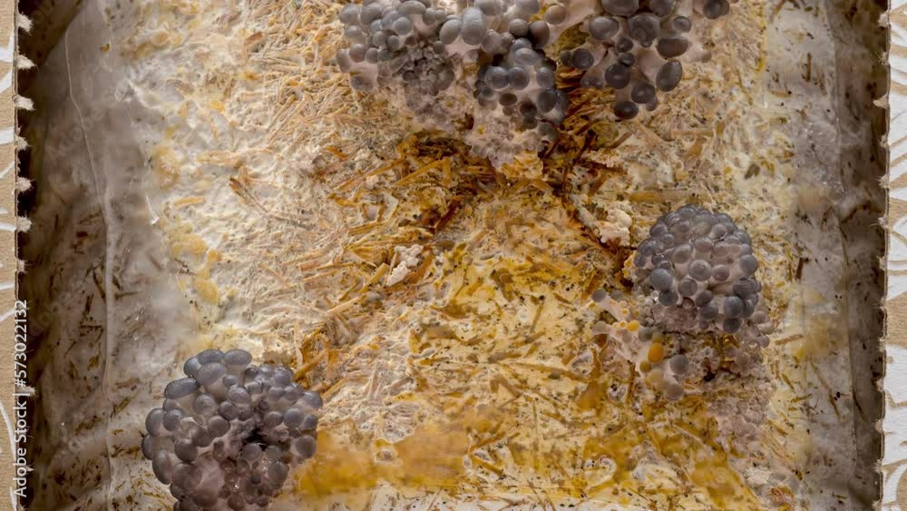 4K Time Lapse of Oyster mushrooms growing - close-up. Healthy ECO food. Edible mushroom grow on Bio farm. Food production business.