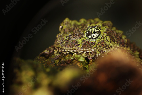 Mossy frog (Theloderma corticale), frog in the nature habitat, Vietnam. Widlife nature in Asia. Amphibian on the ground old vegetation photo