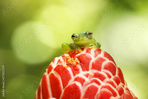 Spiny Glass Frog (Teratohyla spinosa), tinny amphibian with red flower, animal from South America, Costarica photo