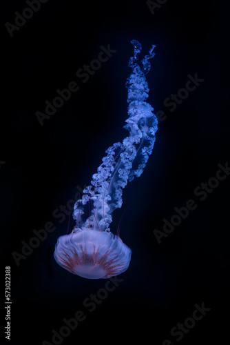Obraz na płótnie Compas jellyfish (Chrasaora hysoscella), in nature ocean habitat. Water floating bell medusa Mediterranean Sea. w salonie