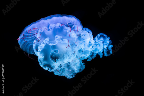 Compas jellyfish (Chrasaora hysoscella), in the dark sea water. Jellyfish in nature ocean habitat. Water floating bell medusa Mediterranean Sea, Italy. Marine life.