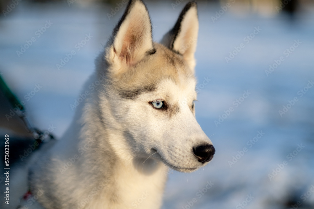 siberian husky puppy with bokeh sunlight in winter on a walk