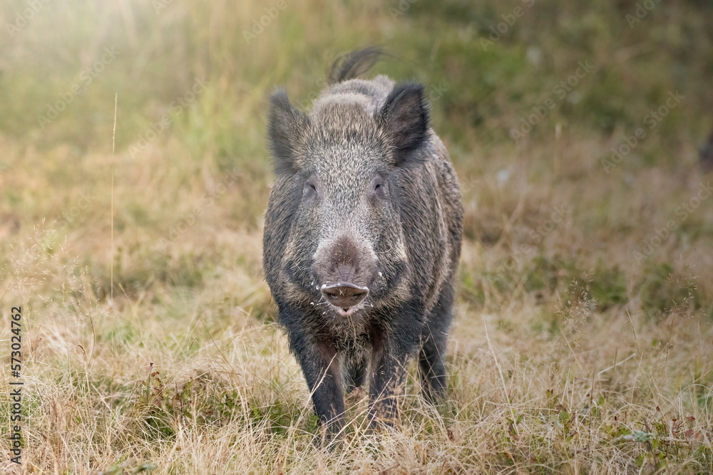 Huge wild boar (Sus scrofa) foaming at the mouth, standing in an alpine grassland at sunset, preparing to attack. Italian Alps mountains, September Huge wild boar (Sus scrofa) foaming at the mouth, standing in an alpine grassland at sunset, preparing to attack. Italian Alps mountains, September
