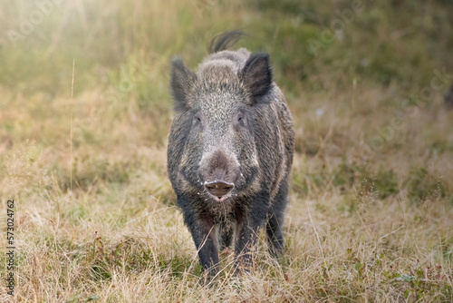 Huge wild boar (Sus scrofa) foaming at the mouth, standing in an alpine grassland at sunset, preparing to attack. Italian Alps mountains, September