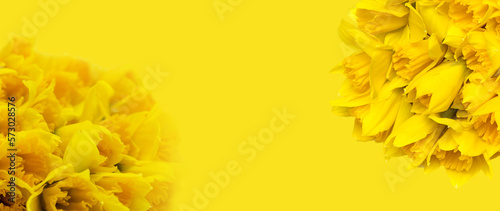 Fototapeta Naklejka Na Ścianę i Meble -  Żółte kwiaty żonkile na żółtym tle, daffodils