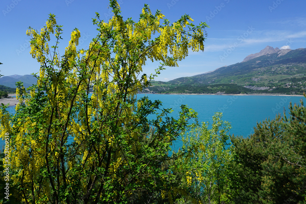 view of Serre Ponçon lake and the Alps mountains, France near a yellow golden chain tree in full bloom