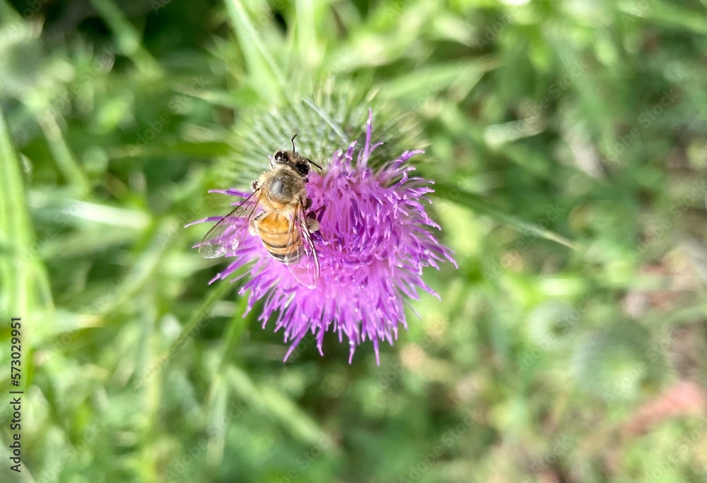 Fototapeta premium Bee on a flower 