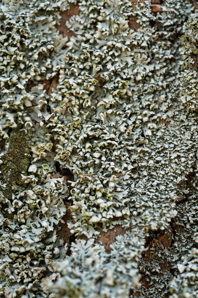 Lichen bark of a tree Lichen bark of a tree