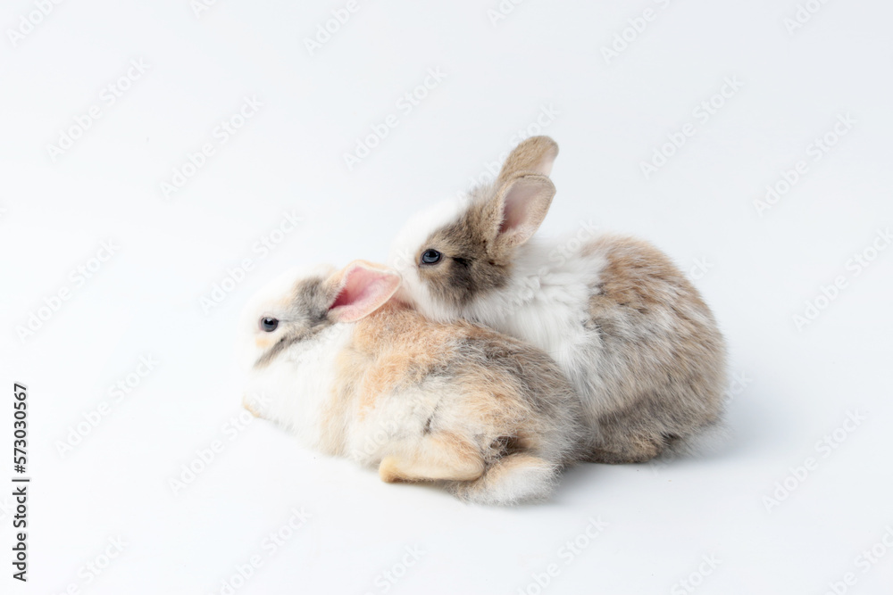portrait of two adorable fluffy rabbits playing together on white background, lovely and cute young bunny pet animal portrait of two adorable fluffy rabbits playing together on white background, lovely and cute young bunny pet animal