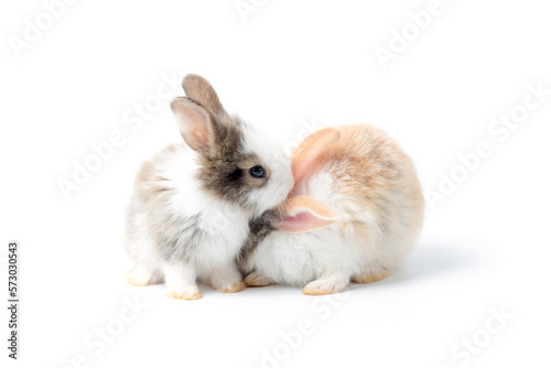 portrait of two adorable fluffy rabbits playing together on white background, lovely and cute young bunny pet animal