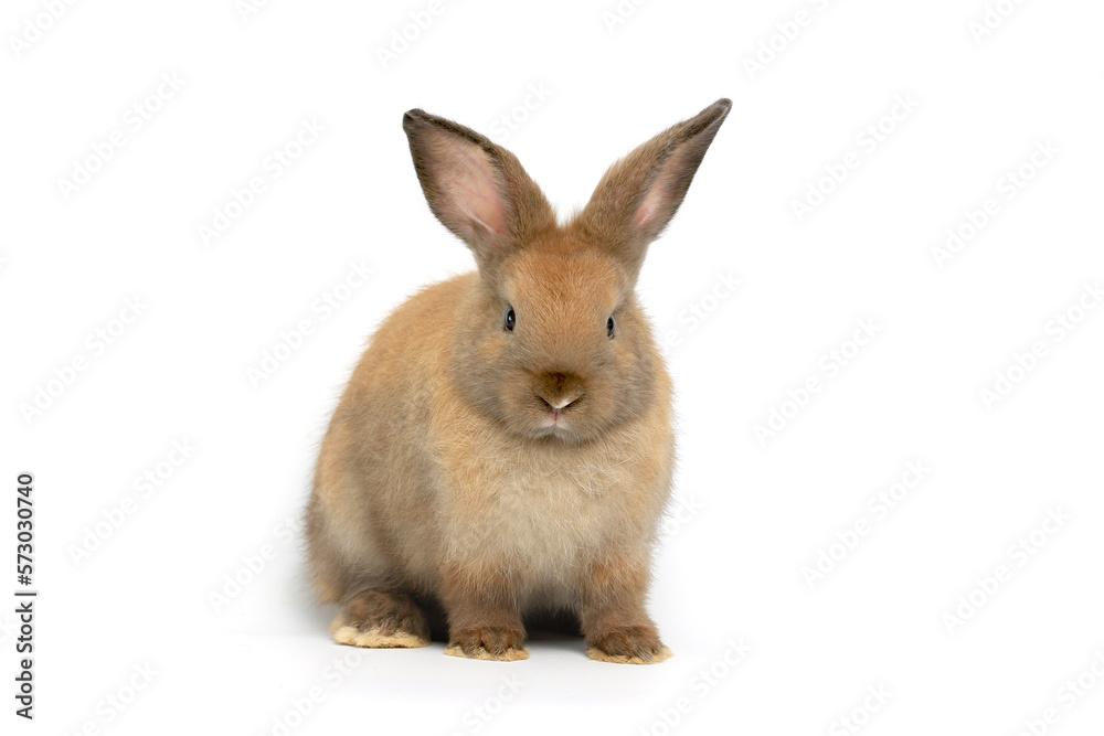 Obraz premium Happy fluffy brown bunny rabbit on white background, portrait of lovely and cute young bunny pet animal, adorable pet concept