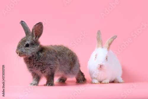 Happy fluffy white and gray bunny rabbit on sweet pink background, portrait of lovely and cute bunny pet animal © Stella