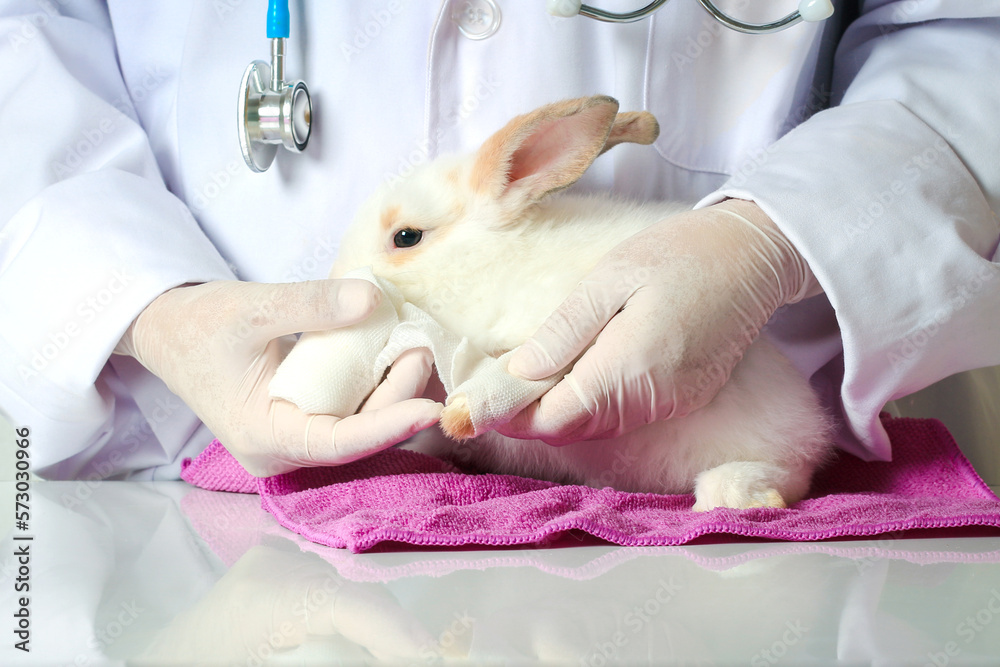 Rabbit needs veterinary care, sick and injured bunny pet has check-up at a vet clinic, hand of doctor wearing gloves gently putting a bandage on injured wound rabbit. Rabbit needs veterinary care, sick and injured bunny pet has check-up at a vet clinic, hand of doctor wearing gloves gently putting a bandage on injured wound rabbit.
