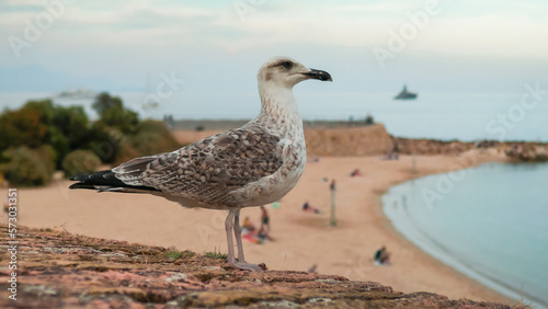 Seagull on the background of the beach de la Gravette in Antibes. People relax on the sandy beach in Antibes France. Public beach with people. Rest near the sea. Pleasure yachts in the sea in Antibes