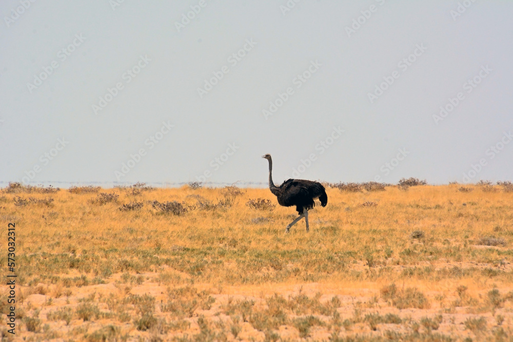 Naklejka premium An ostrich walks on the savanna against the background of the sky and grass