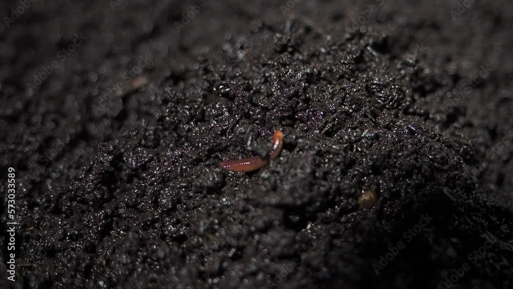 compost worm crawls on bio humus compost worm crawls on bio humus